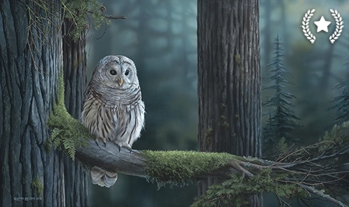 Barred Owl