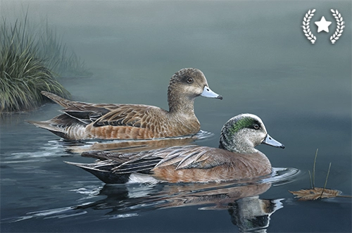 American Wigeons
