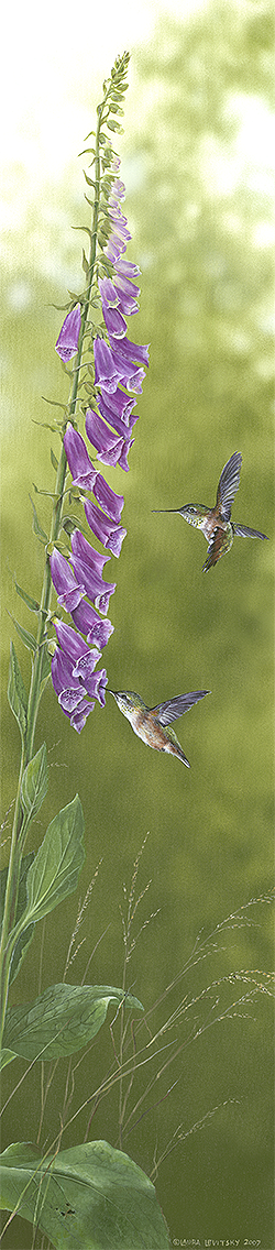 Hummingbirds