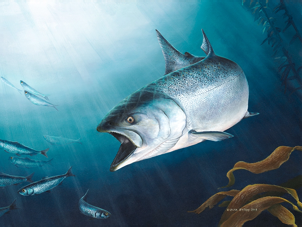 King and His Jesters