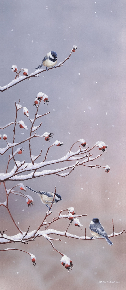 Winter Chickadees