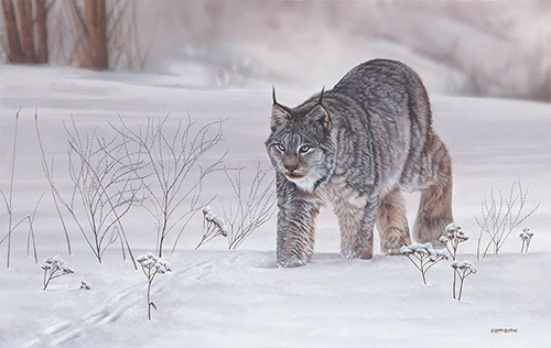 Lynx