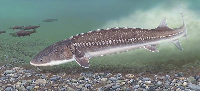 Sturgeon