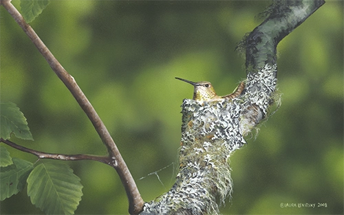 Hummingbird Nest