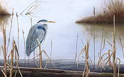 blueheron