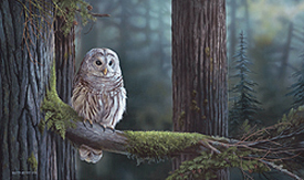 barredowl