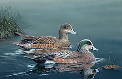 wigeons