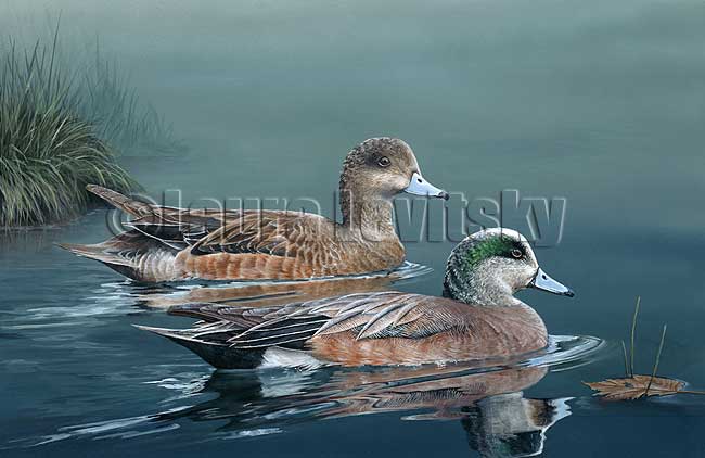 Wigeons